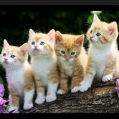 Profile Picture of Alison Denise (@AlisonKawaii9) on Twitter