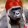 Profile Picture of Jake Newcomb (@@jakenewcomb3) on Tiktok