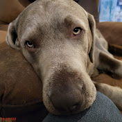 Profile Picture of Brian Johnston (@brianjohnston3771) on Youtube