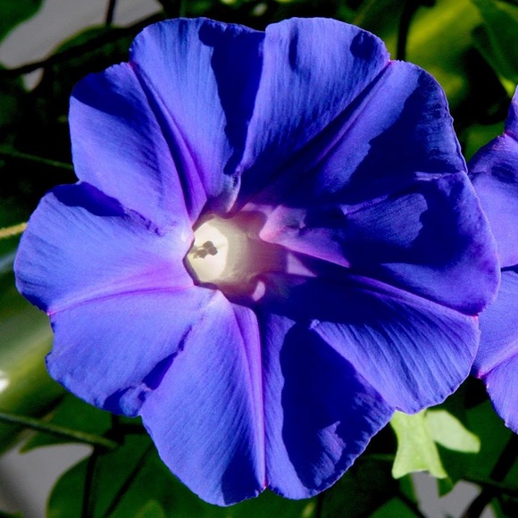 Profile Picture of Joanne Apruzzese (@jjapruzzi) on Poshmark