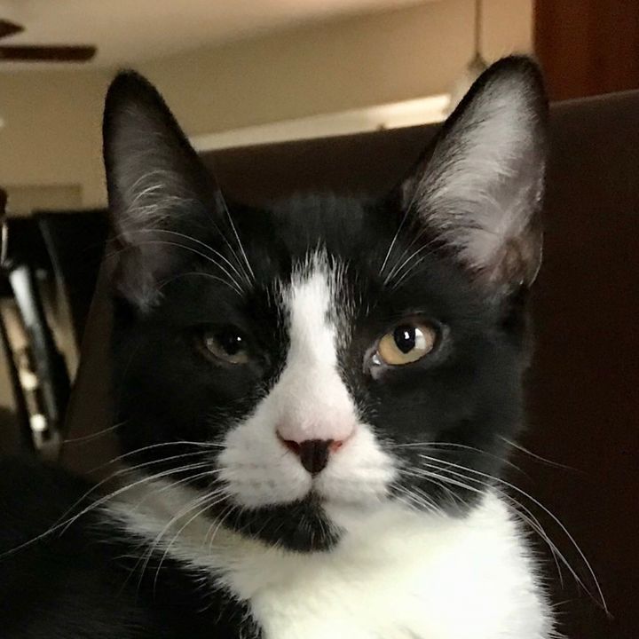 Profile Picture of SteveTinman (@stevetinman) on Tiktok