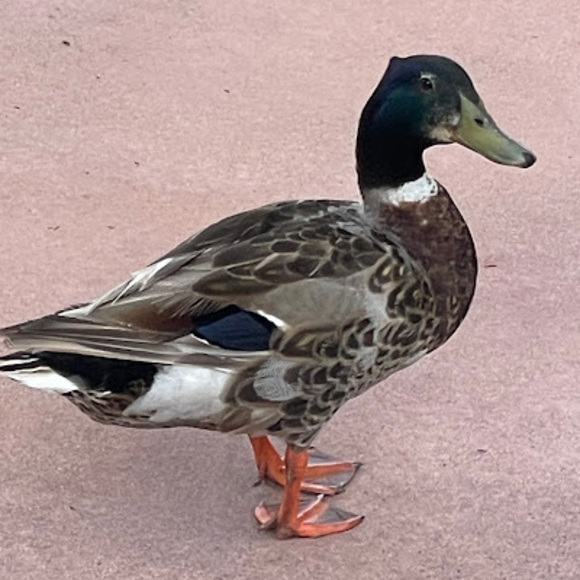 Profile Picture of Hayden Pettitt (@splat1945) on Poshmark