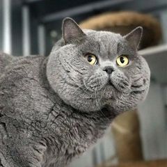 Profile Picture of Adam Shahz (@adamshahz_) on Tiktok