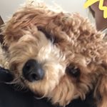 Profile Picture of Ally Rose (@ally.rose.ally) on Instagram