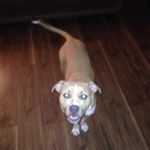 Profile Picture of Aka Champaign Puppi (@winstongelatomakavelithedawn) on Instagram