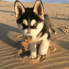 Profile Picture of marcelo Alzamora (@lesliealzamora17) on Pinterest