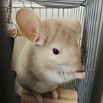 Profile Picture of Iris_ chinchilla (@iris_chilla) on Instagram