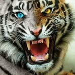 Profile Picture of Christopher Perillo (@christopher.perillo.731) on Facebook