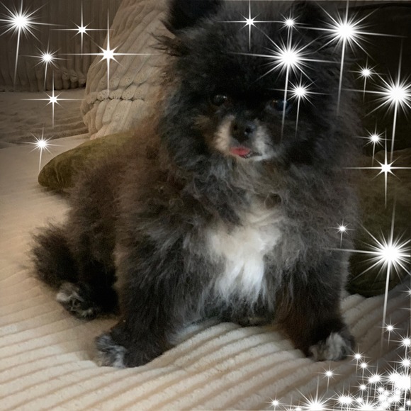 Profile Picture of Paula Litman (@paula13_3) on Poshmark