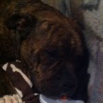 Profile Picture of James Dighton (@dightonbullycircus44) on Instagram