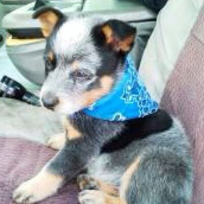 Profile Picture of Josh Brock (@Rush1269) on Twitter