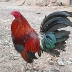 Profile Picture of Luis Mandujano (@luis.mandujano.305644) on Facebook