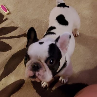 Profile Picture of Rex Douglas (@RexDouglas1) on Twitter
