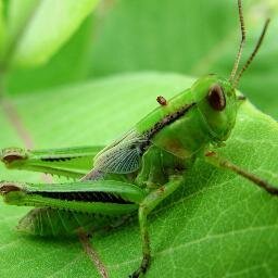 Profile Picture of Um Grilo (@JoseEspind) on Twitter