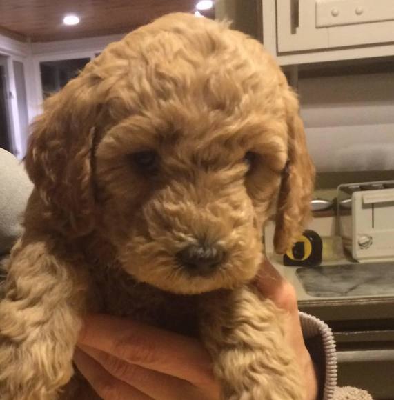 Profile Picture of Vickey Kleist (@vickeykleist) on Poshmark