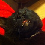 Profile Picture of angelynewolfe (@angelynewolfe) on Instagram