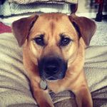 Profile Picture of Thomas Michael Sheedy (@thomas_sheedy70) on Instagram