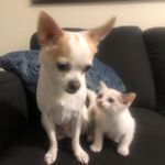 Yesenia Esquivel DelaCueva - Instagram Profile Picture of Yesenia Esquivel DelaCueva (@bella_loves_buster) on Instagram