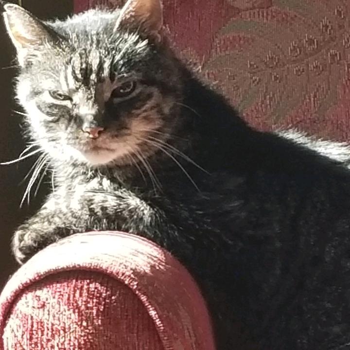 Profile Picture of horse girl 🐴 (@@loricasper001) on Tiktok