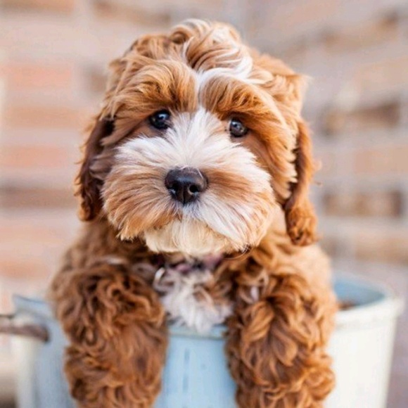 Profile Picture of Pamela Bailey (@pamb_89) on Poshmark