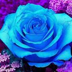 omar - Instagram Profile Picture of omar (@omar_salih5) on Instagram