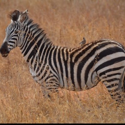 Profile Picture of Dan Park (@danparkathome) on Twitter