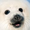 Profile Picture of Gamerseal (@@gamerseal) on Tiktok