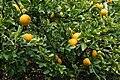 Trifoliate orange - Wikipedia Profile Picture of Trifoliate orangeon Wikipedia