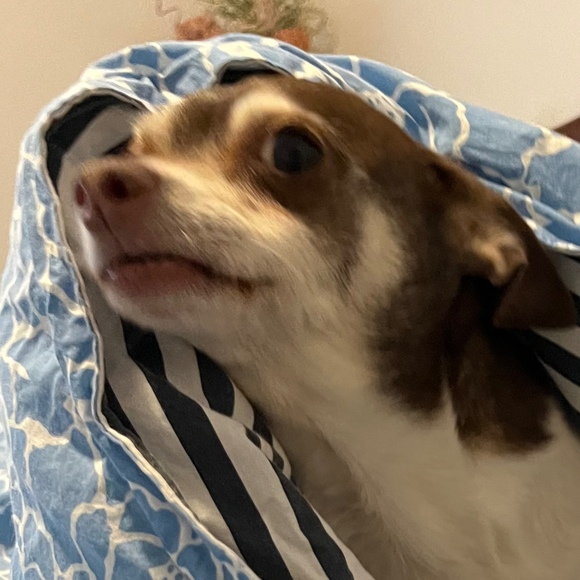 Profile Picture of Nancy Tomberlin (@nancyngeorgia) on Poshmark