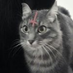 Profile Picture of 🕷️Eli Rodriguez🕷️ (@elirodriguez696) on Instagram