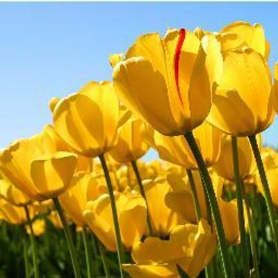 Profile Picture of Kovács Kevin (@KevinKovcs) on Twitter