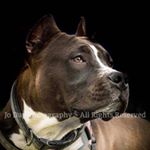 Profile Picture of Mark McKenna (@ultracult_bull_terriers) on Instagram