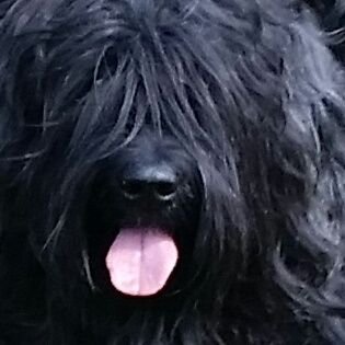 Profile Picture of Demi (@Briardpup) on Twitter