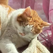 Profile Picture of Ted Liu (@TedLiu-has-sha-sha) on Youtube