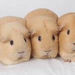 Profile Picture of Geraldo Zellner (@foremeds) on Instagram