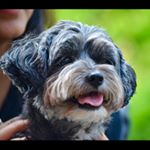 Profile Picture of Kali Hirji (@kalithedoggie_) on Instagram