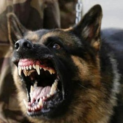 Profile Picture of Williambruno73@gimei (@Bruno488Savino) on Twitter