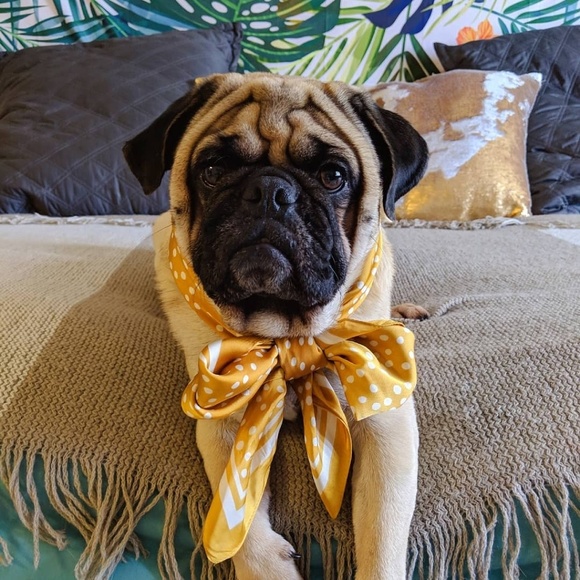 Profile Picture of Graylyn Bennett (@bennettgraylyn) on Poshmark