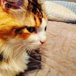 Profile Picture of Vikash Sharma (@vikash.kr.sharma) on Flickr