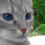 Profile Picture of Hazelleaf 🌿 (@hazelleaf_draws) on Instagram