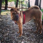 Profile Picture of Chloè 🐾 (@chloe_sharpei) on Instagram