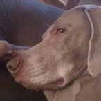 Profile Picture of Emily Rosenberg Chaleff (@emilykaterose) on Pinterest