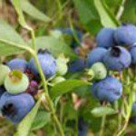 Profile Picture of Bobbie Russ (@russbobbie) on Instagram