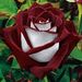 Profile Picture of Debra Claridge (@claridgedebra3) on Pinterest