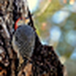 Profile Picture of Tanmay Shende (@tanmay shende) on Flickr