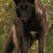 Profile Picture of Rex Wolf (@Rexthewolfie) on Pinterest