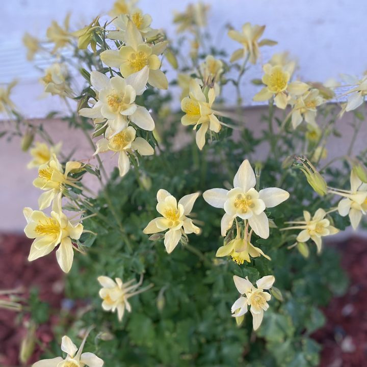 Melanie Coburn - Tiktok Profile Picture of Melanie Coburn (@@melie.ann) on Tiktok