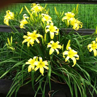 Profile Picture of Alice Hartshorn (@alice.hartshorn.73) on Facebook