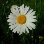 Profile Picture of Janet Sheehan (@giraffe11166) on Instagram