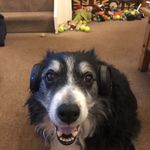 Profile Picture of Bob Collie Jones (@bob_colliejones) on Instagram